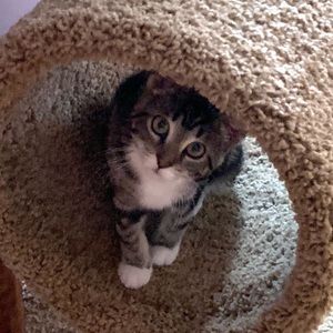 Meet your Posher, Darcy